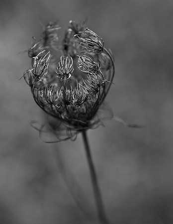 Queen Anne's Tattered Old Lace #2