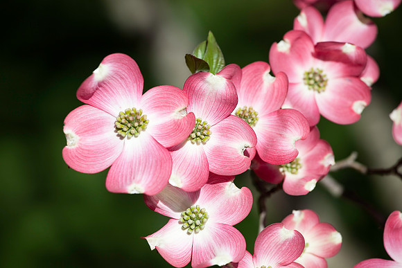 Pink Dogwood