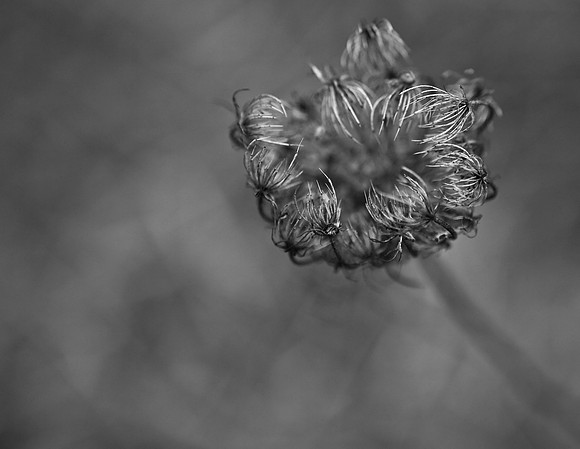 Queen Anne's Tattered Old Lace #1