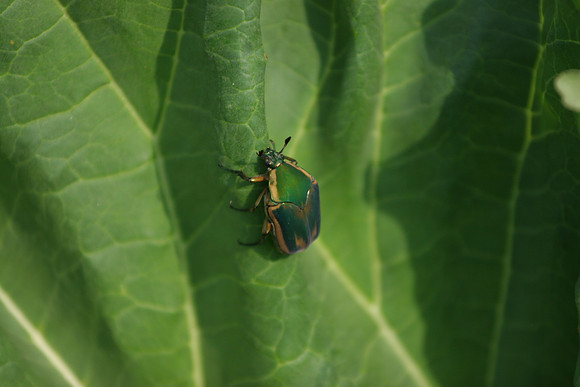 June Bug