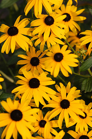 Black-Eyed Susans