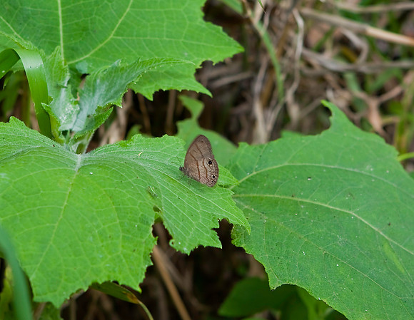 The only butterfly I saw up close