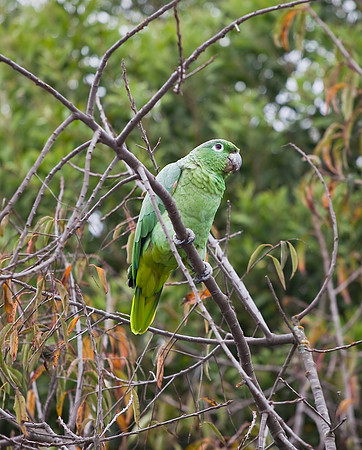 this guy was sitting in a tree across the road from the church one afternoon