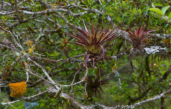 Bromeliads