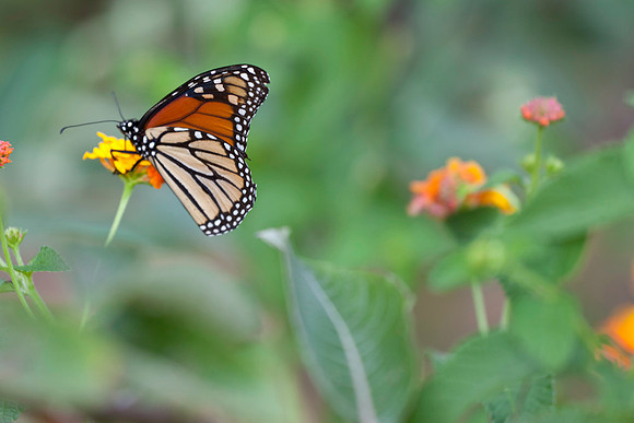 Female Monarch