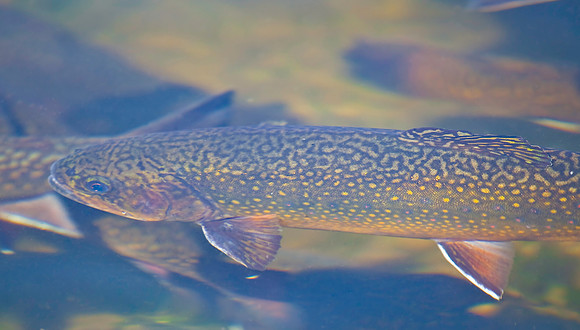 Brook Trout