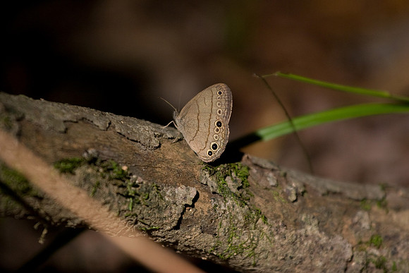 Carolina Satyr