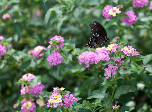 They Do Flutter