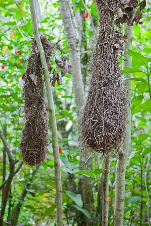 Weaver Bird nests