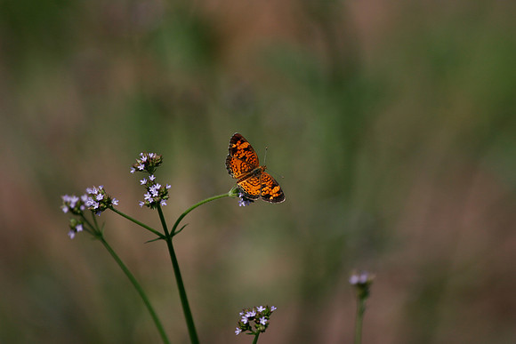 Pearl Crescent