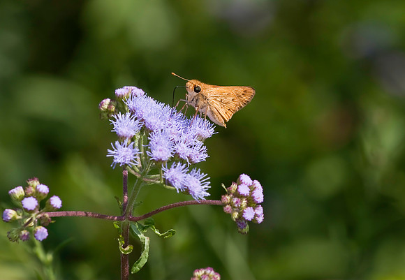 Fiery Skipper