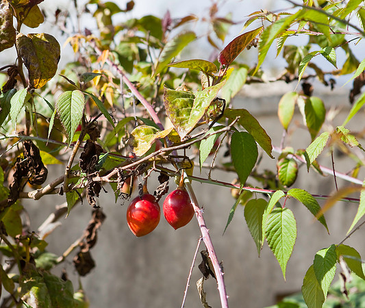 Tree Tomato - they make a juice out of these