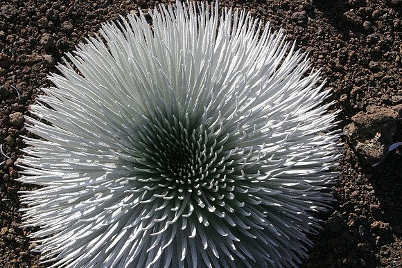 Silversword plant, Haleakala, Maui, Hawaii
