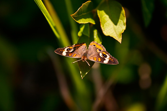 Common Buckeye